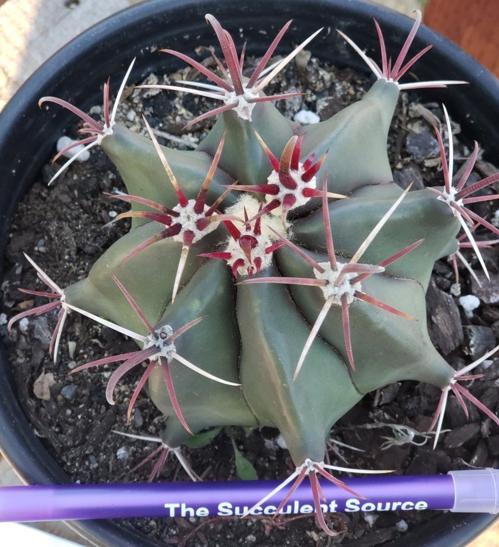 devil's tongue succulent #I-93 Exact Ferocactus Devils Tongue Cactus 1 gallon