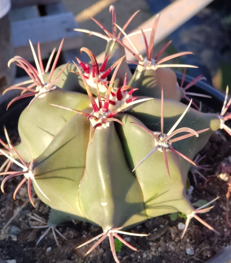 #93 Exact Ferocactus Devils Tongue Ornamental Cactus 1 gallon-Cactus - Large - Exact-The Succulent Source