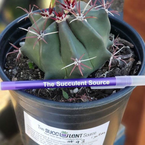 I-93 Exact Ferocactus Devils Tongue Cactus 1 gallon