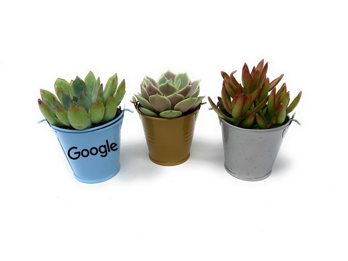 Individual Mailers-Succulent - Gift-The Succulent Source