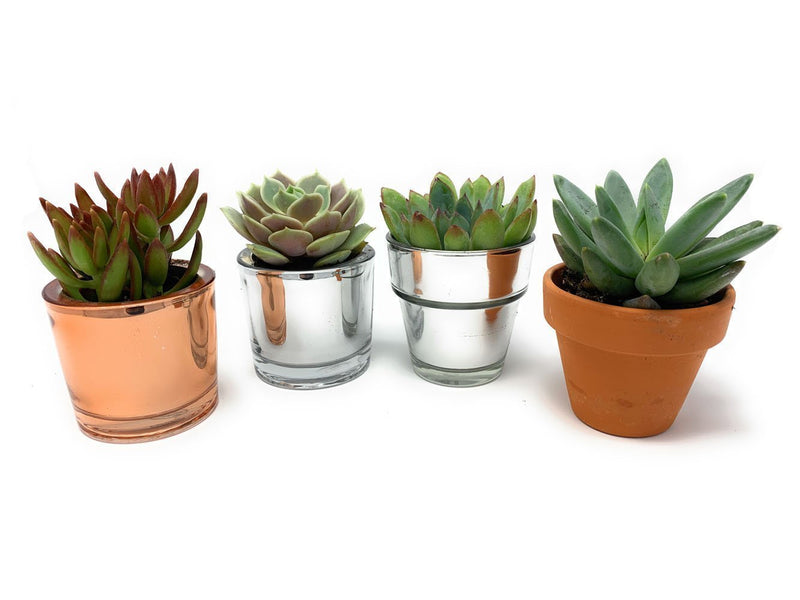Individual Mailers-Succulent - Gift-The Succulent Source