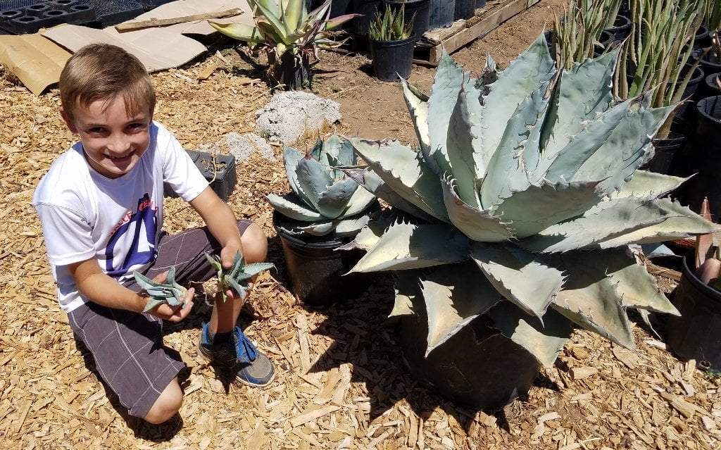 Agave Cuttings Pups & Dry Rooted by JUDE-Succulent - Specialty-The Succulent Source