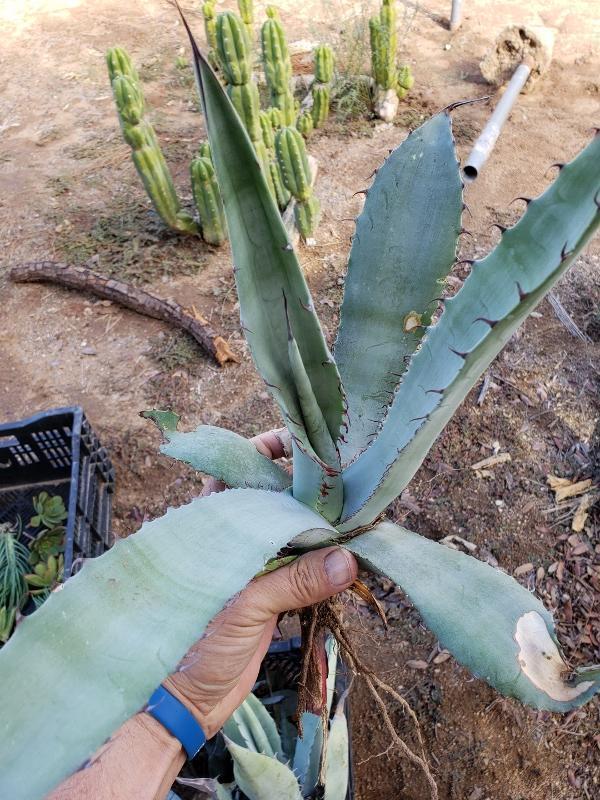 Agave Cuttings Pups & Dry Rooted by JUDE-Succulent - Specialty-The Succulent Source