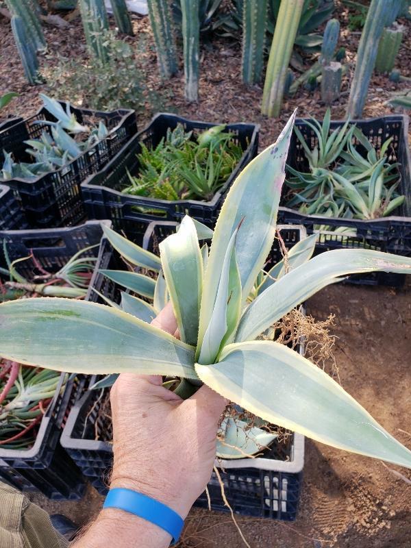 Agave Cuttings Pups & Dry Rooted by JUDE-Succulent - Specialty-The Succulent Source