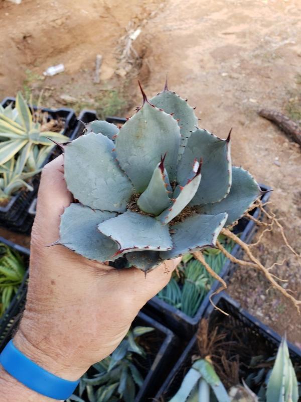 Agave Cuttings Pups & Dry Rooted by JUDE-Succulent - Specialty-The Succulent Source