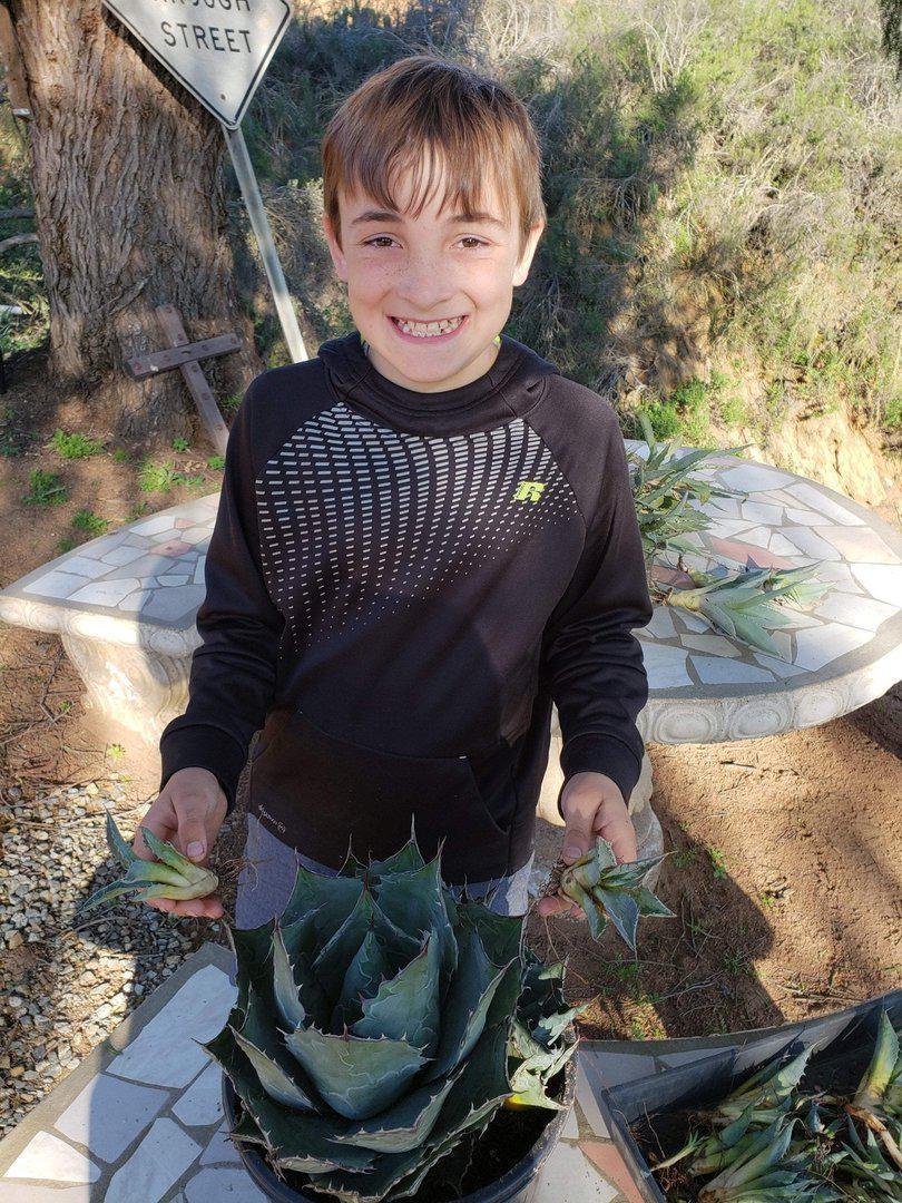 Agave Cuttings Pups & Dry Rooted by JUDE-Succulent - Specialty-The Succulent Source