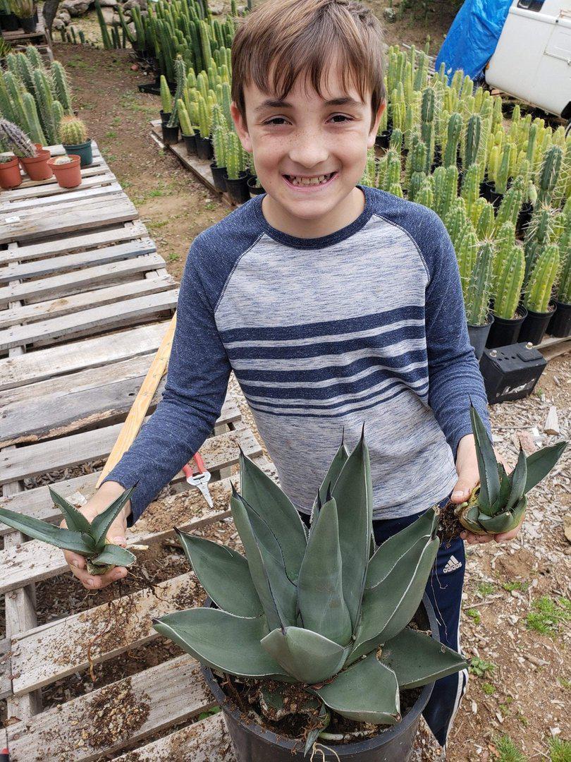 Agave Cuttings Pups & Dry Rooted by JUDE-Succulent - Specialty-The Succulent Source