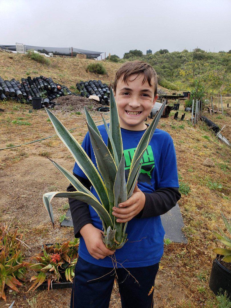 Agave Cuttings Pups & Dry Rooted by JUDE-Succulent - Specialty-The Succulent Source