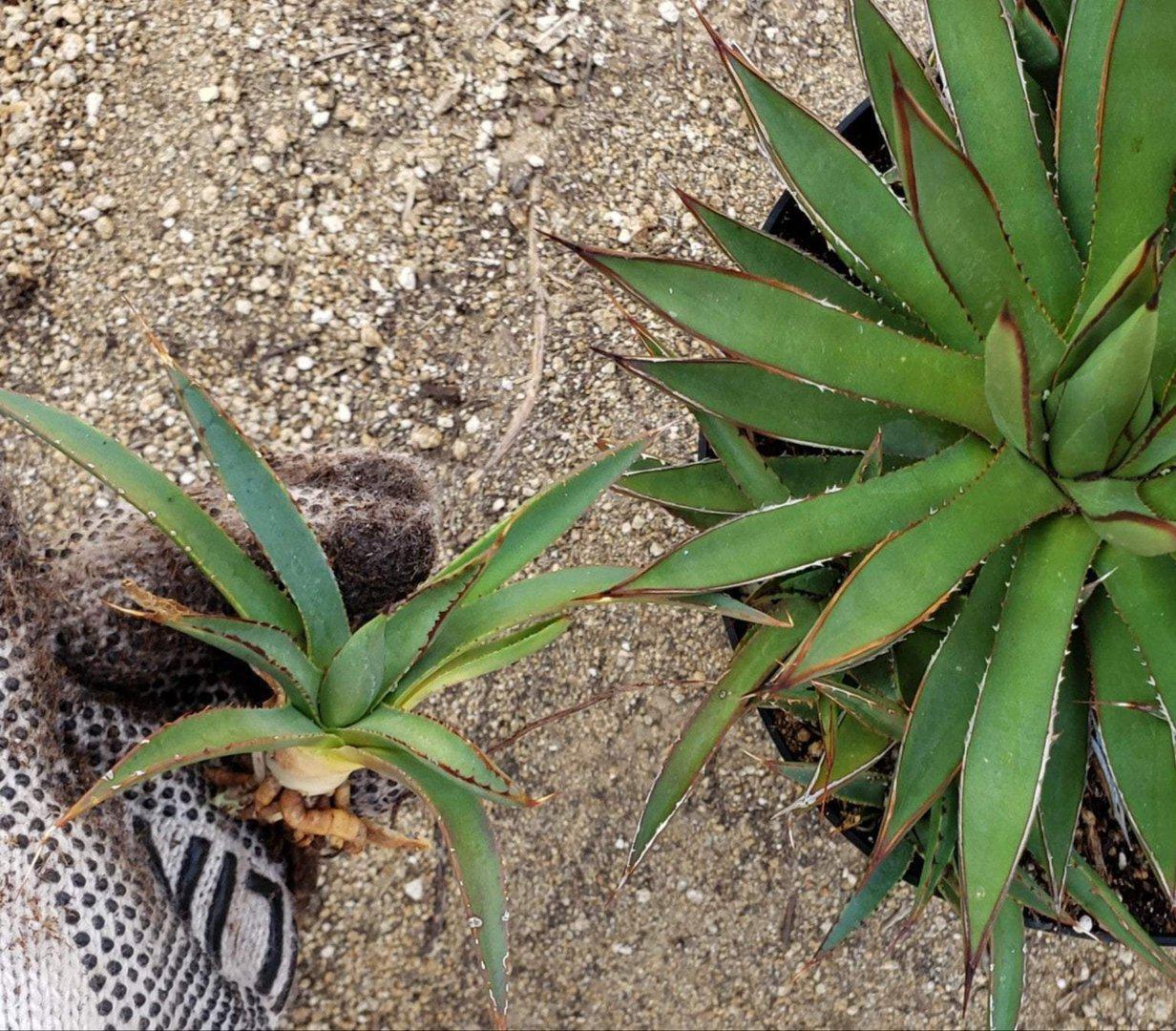 Agave Cuttings Pups & Dry Rooted by JUDE-Succulent - Specialty-The Succulent Source