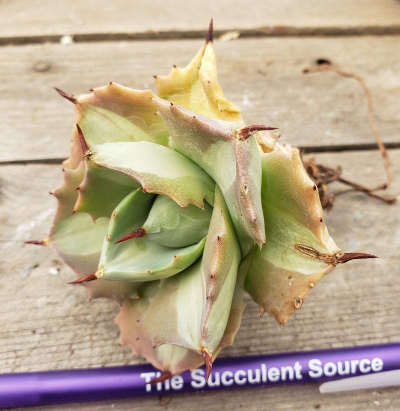 Judes Agave Cuttings Pups & Dry Rooted-Succulent - Aloe Agave-The Succulent Source
