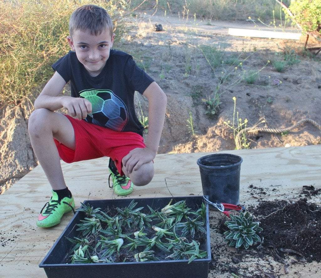 Agave Cuttings Pups & Dry Rooted by JUDE-Succulent - Specialty-The Succulent Source