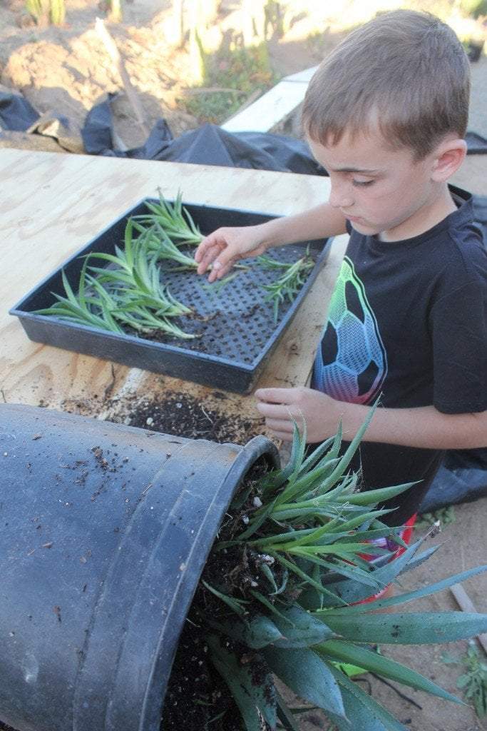 Agave Cuttings Pups & Dry Rooted by JUDE-Succulent - Specialty-The Succulent Source