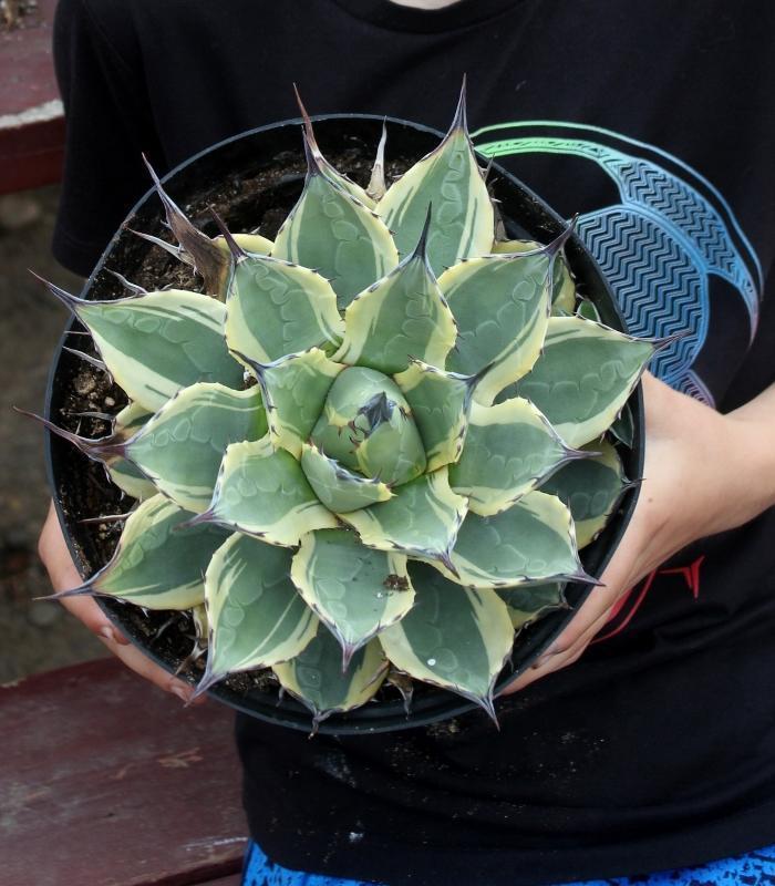 Agave Cuttings Pups & Dry Rooted by JUDE-Succulent - Specialty-The Succulent Source