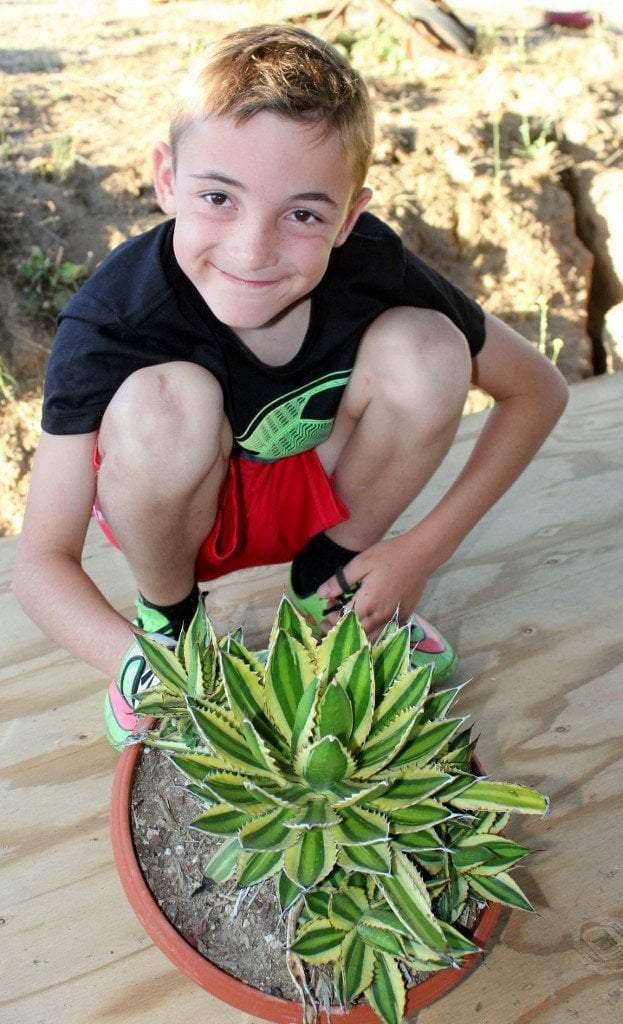 Agave Cuttings Pups & Dry Rooted by JUDE-Succulent - Specialty-The Succulent Source