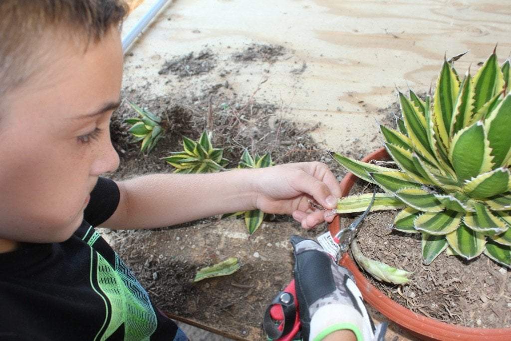 Agave Cuttings Pups & Dry Rooted by JUDE-Succulent - Specialty-The Succulent Source