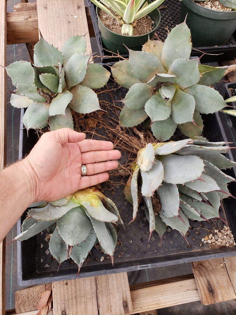 Agave Cuttings Pups & Dry Rooted by JUDE-Succulent - Specialty-The Succulent Source
