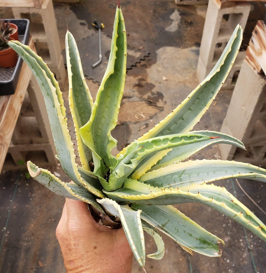 Agave Cuttings Pups & Dry Rooted by JUDE-Succulent - Specialty-The Succulent Source