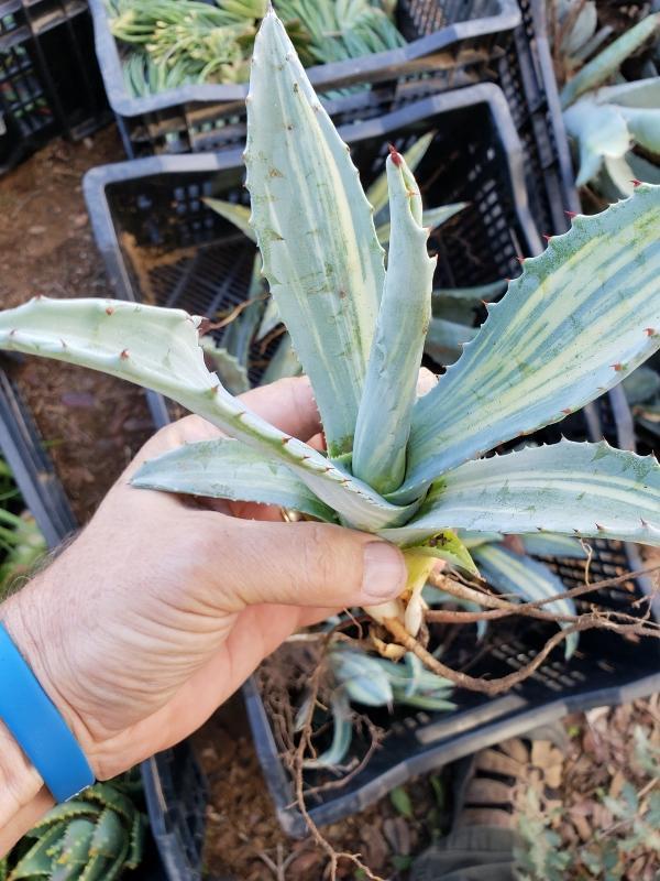 Agave Cuttings Pups & Dry Rooted by JUDE-Succulent - Specialty-The Succulent Source