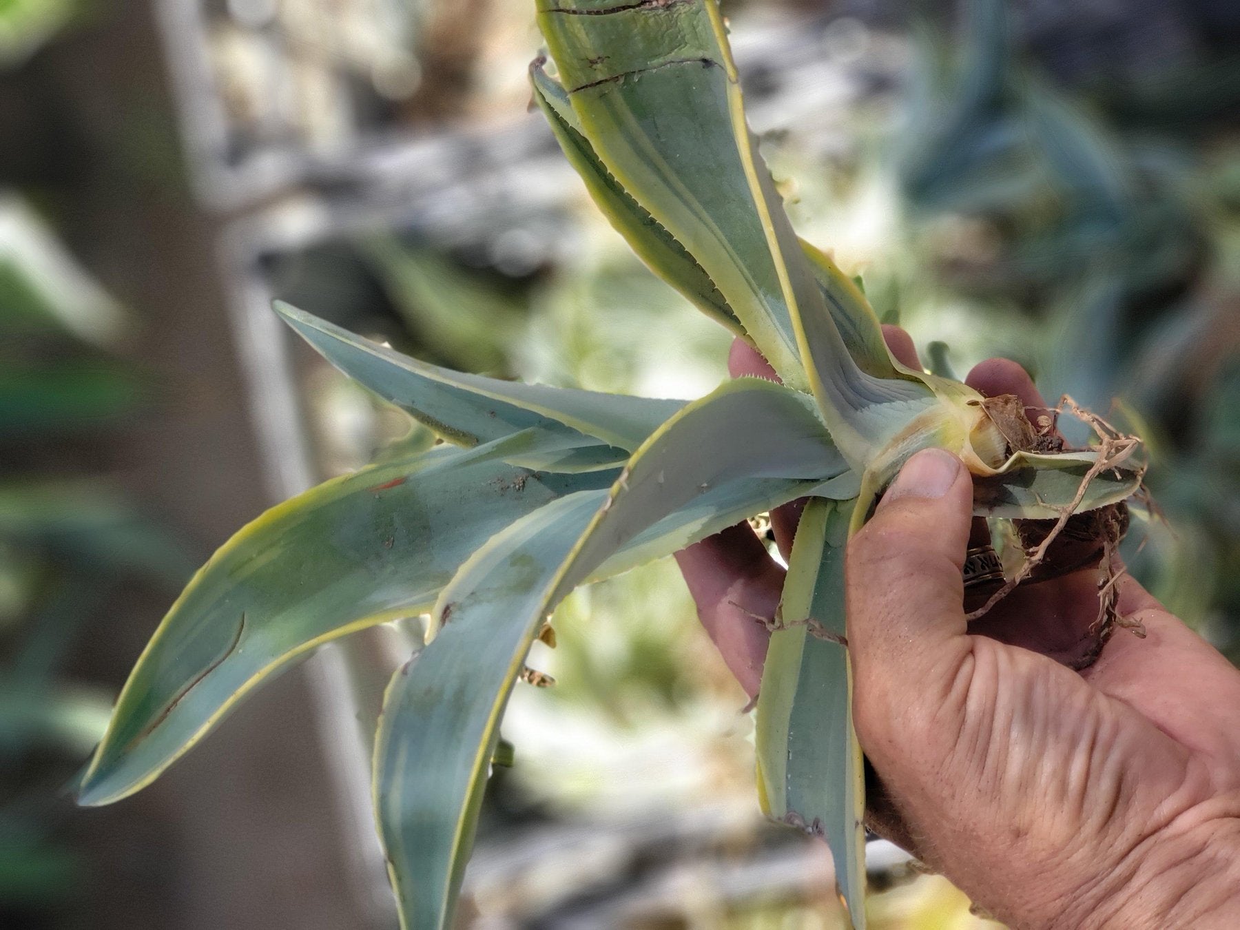 Judes Agave Cuttings Pups & Dry Rooted-Succulent - MIX (Small-Medium-Large-Cutting)-The Succulent Source