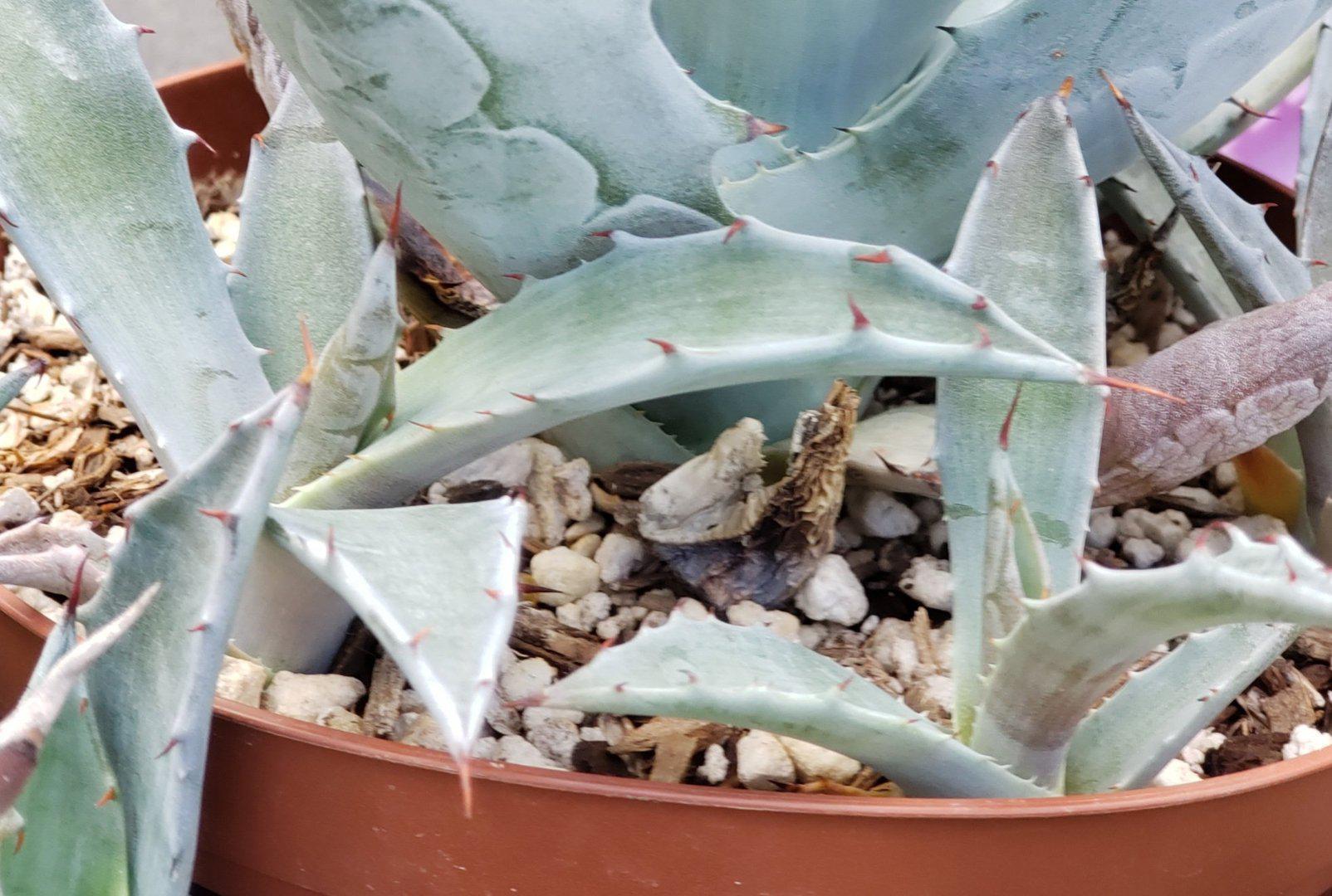 Agave Cuttings Pups & Dry Rooted by JUDE-Succulent - Specialty-The Succulent Source