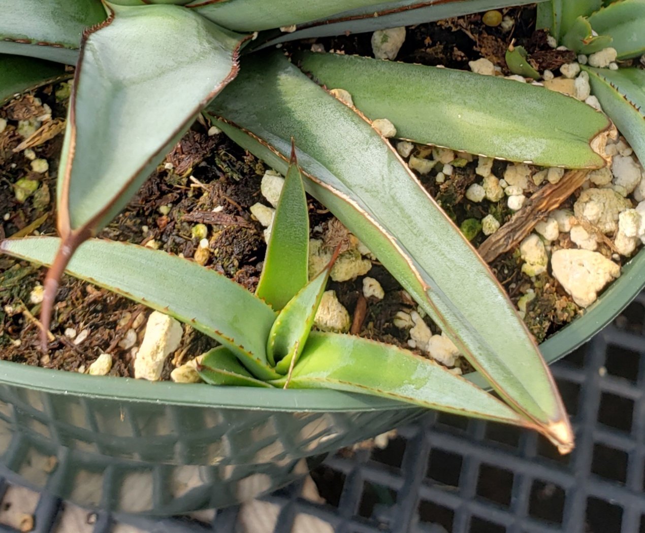 Agave Cuttings Pups & Dry Rooted by JUDE-Succulent - Specialty-The Succulent Source