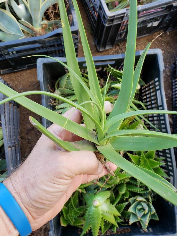 Agave Cuttings Pups & Dry Rooted by JUDE-Succulent - Specialty-The Succulent Source