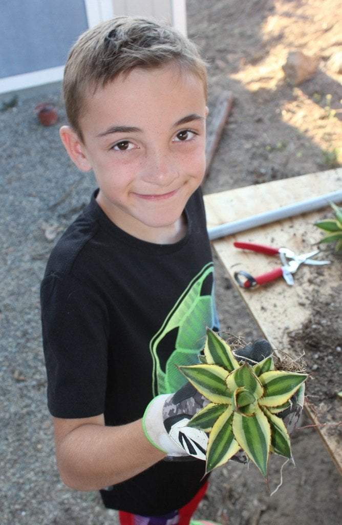 Agave Cuttings Pups & Dry Rooted by JUDE-Succulent - Specialty-The Succulent Source