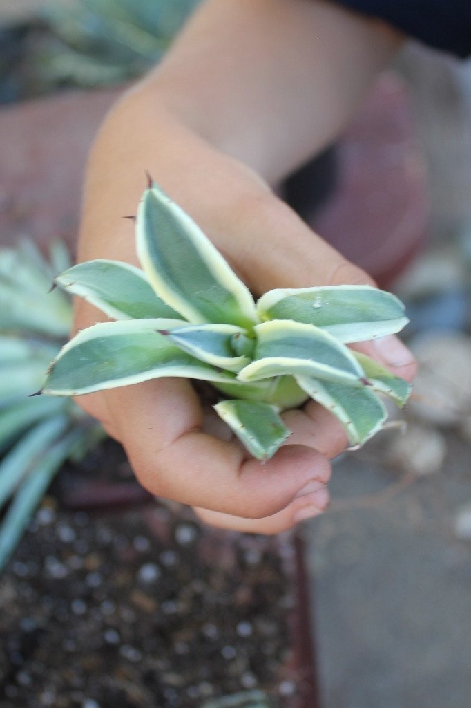 Agave Cuttings Pups & Dry Rooted by JUDE-Succulent - Specialty-The Succulent Source