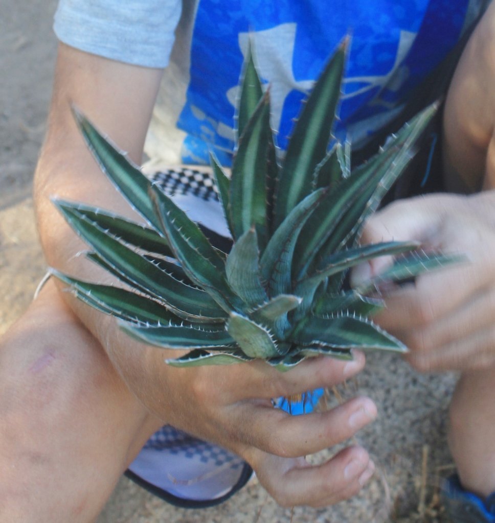 Agave Cuttings Pups & Dry Rooted by JUDE-Succulent - Specialty-The Succulent Source