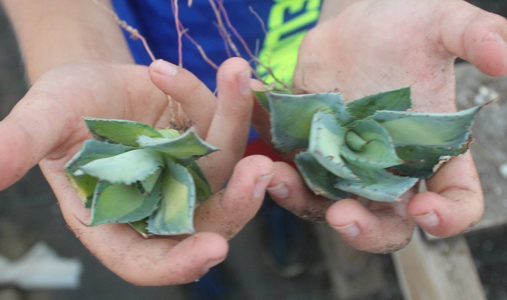 Agave Cuttings Pups & Dry Rooted by JUDE-Succulent - Specialty-The Succulent Source