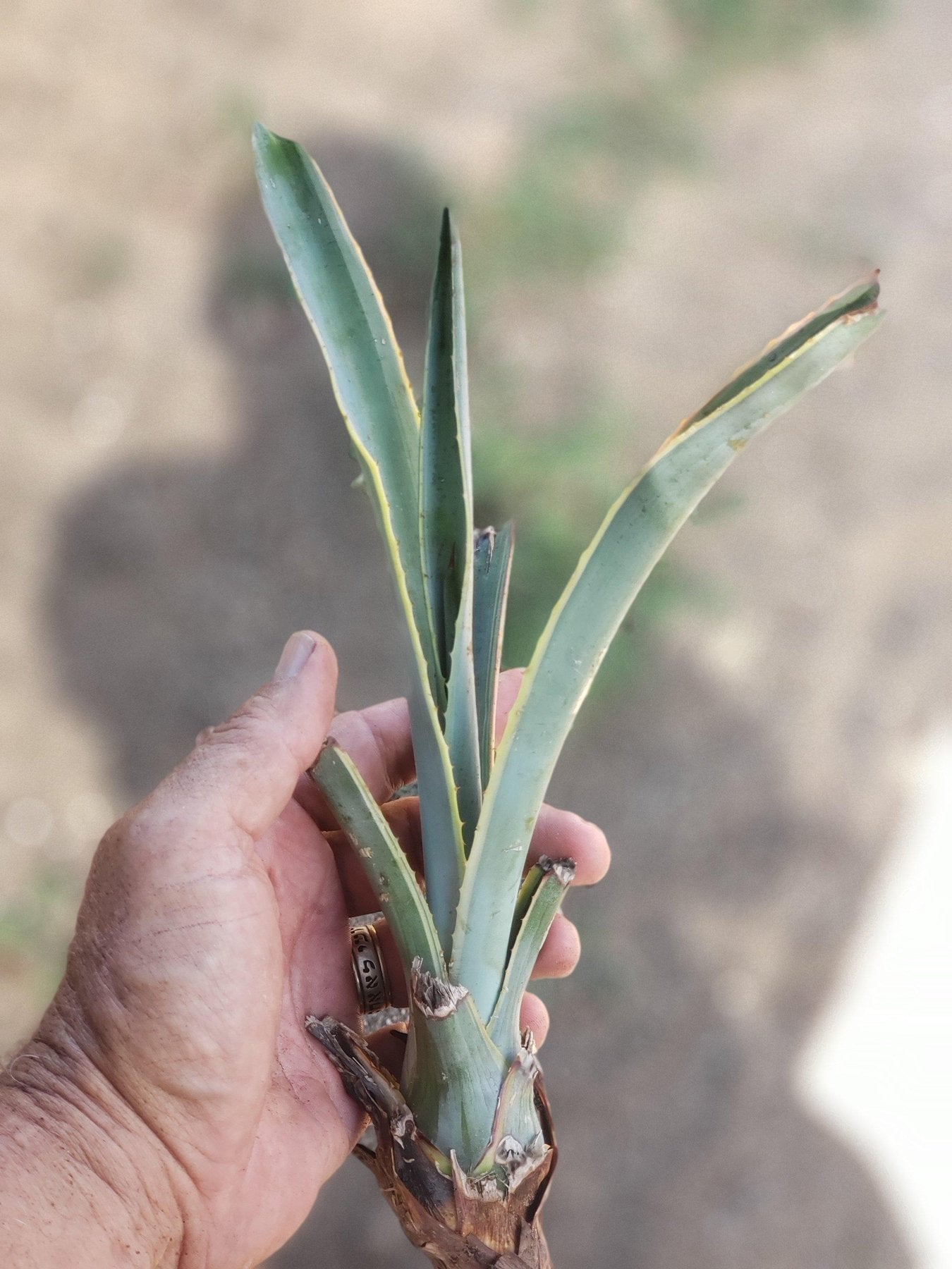 Judes Agave Cuttings Pups & Dry Rooted-Succulent - MIX (Small-Medium-Large-Cutting)-The Succulent Source