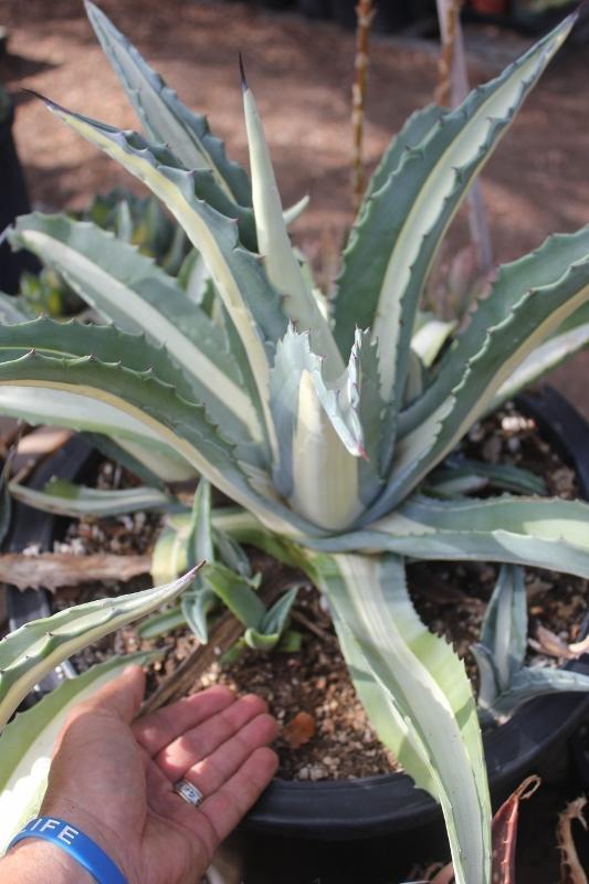 Agave Cuttings Pups & Dry Rooted by JUDE-Succulent - Specialty-The Succulent Source