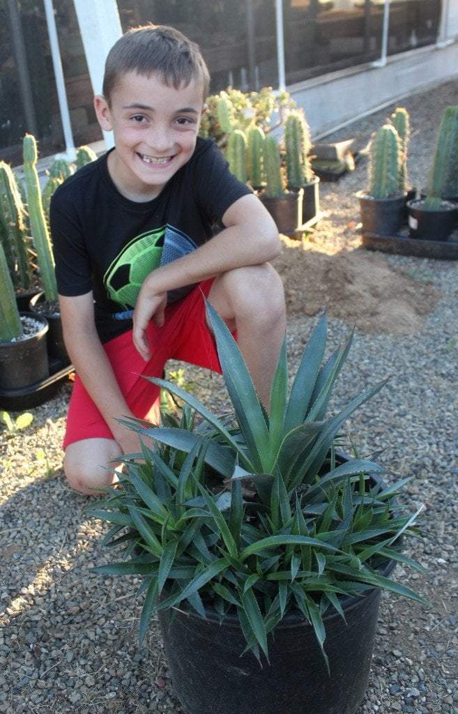 Agave Cuttings Pups & Dry Rooted by JUDE-Succulent - Specialty-The Succulent Source