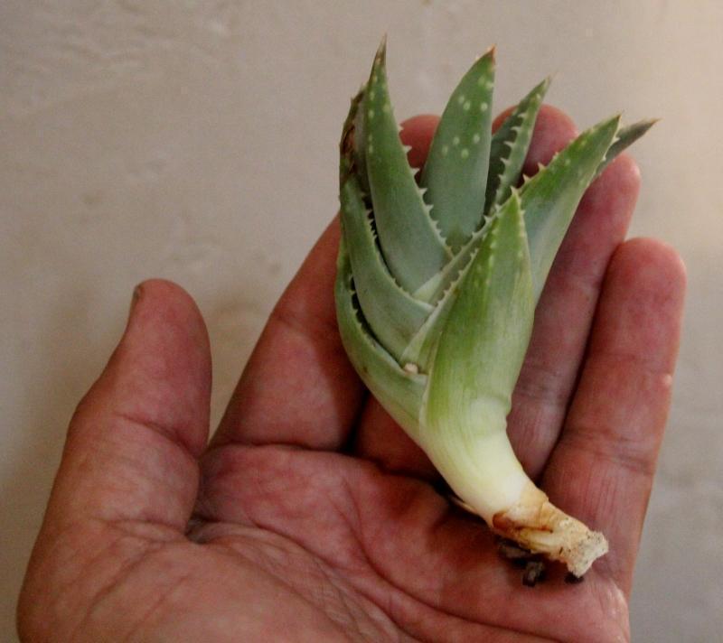 Aloe Cuttings , Pups & Bare Root by JUDE-Succulent - Specialty-The Succulent Source