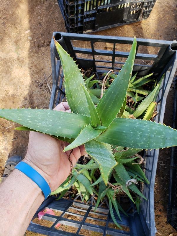 Aloe Cuttings , Pups & Bare Root by JUDE-Succulent - Specialty-The Succulent Source