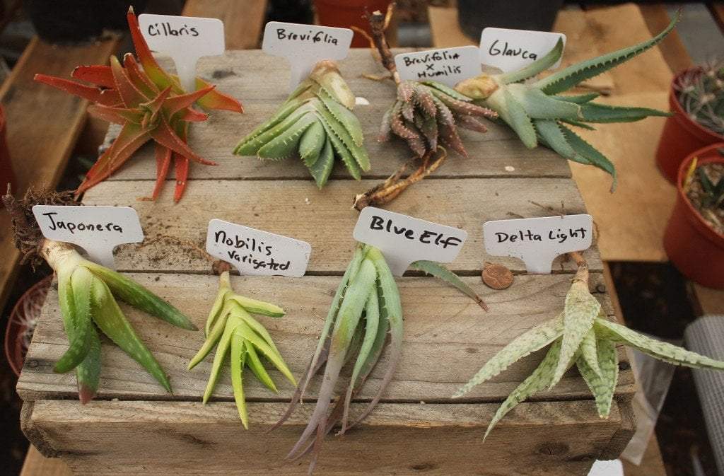 Aloe Cuttings , Pups & Bare Root by JUDE-Succulent - Specialty-The Succulent Source