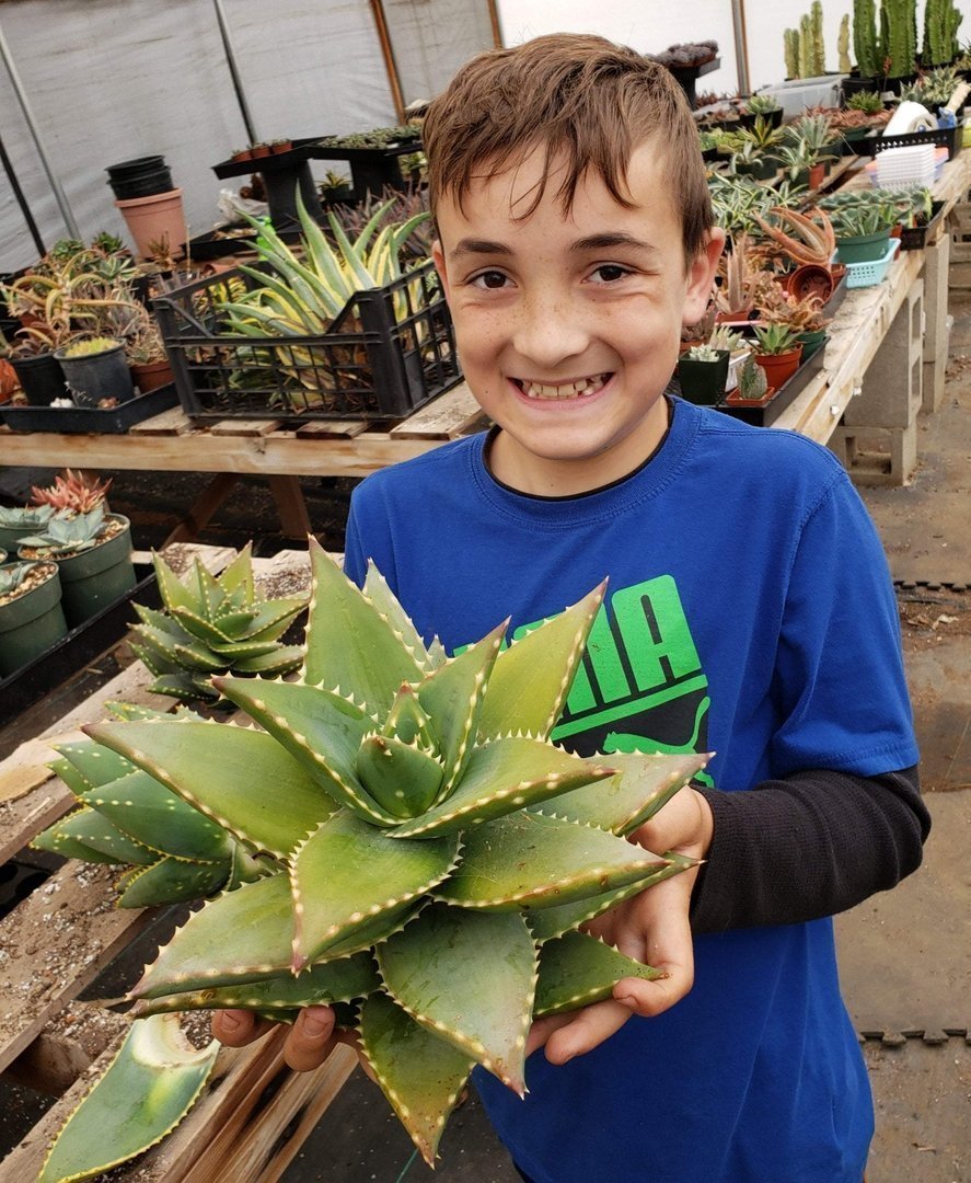 Aloe Cuttings , Pups & Bare Root by JUDE-Succulent - Specialty-The Succulent Source