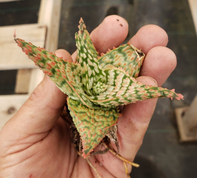 Aloe Cuttings , Pups & Bare Root by JUDE-Succulent - Specialty-The Succulent Source