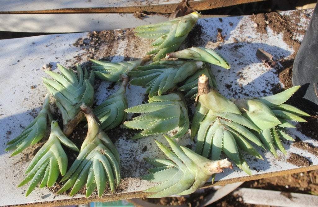 Aloe Cuttings , Pups & Bare Root by JUDE-Succulent - Specialty-The Succulent Source