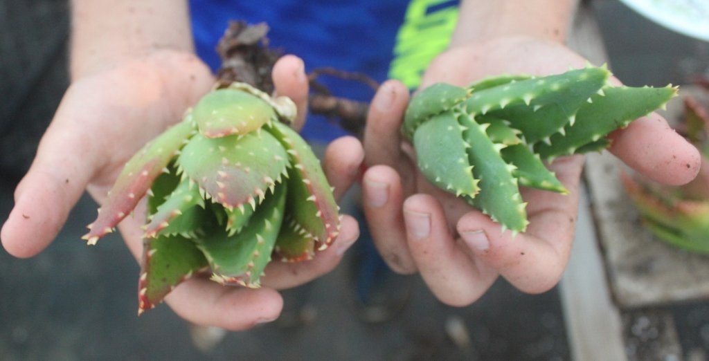 Aloe Cuttings , Pups & Bare Root by JUDE-Succulent - Specialty-The Succulent Source