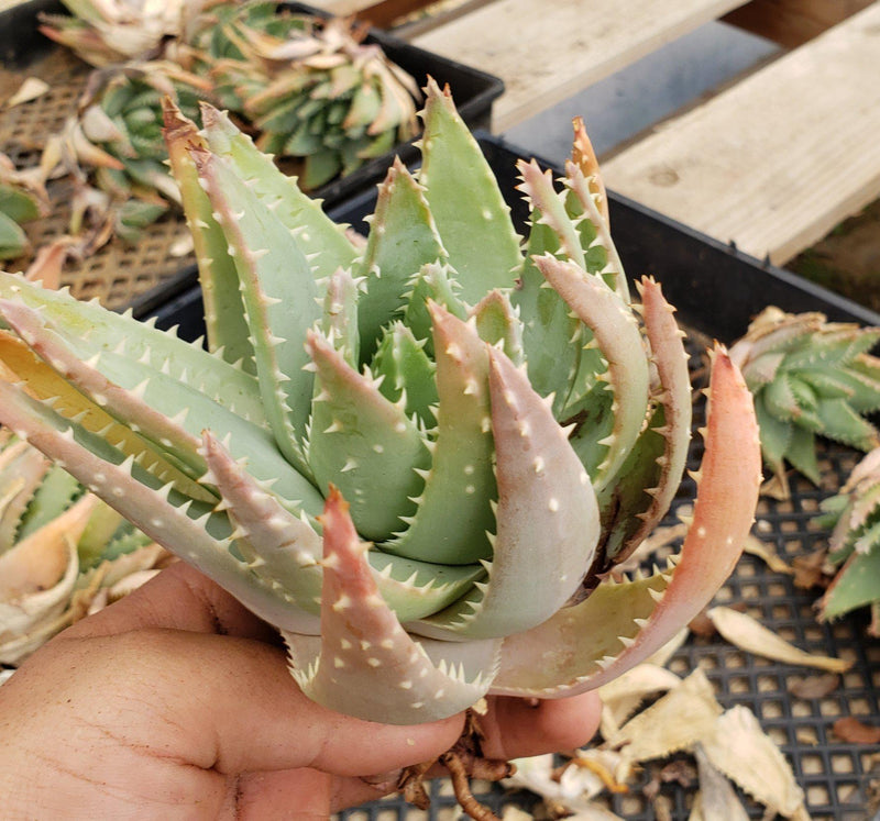 Judes Aloe Cuttings Pups & Bare Root-Succulent - Specialty-The Succulent Source