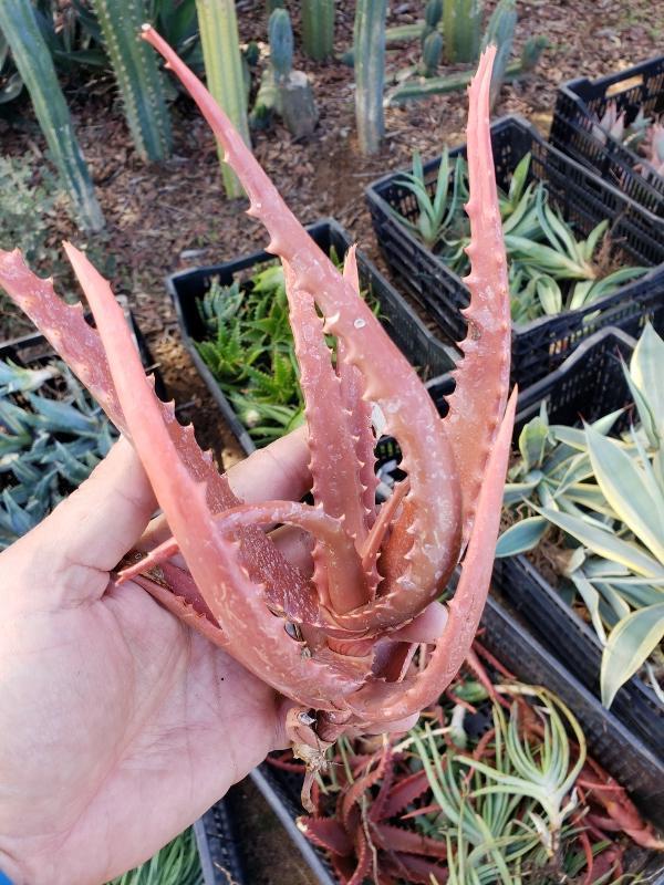 Aloe Cuttings , Pups & Bare Root by JUDE-Succulent - Specialty-The Succulent Source