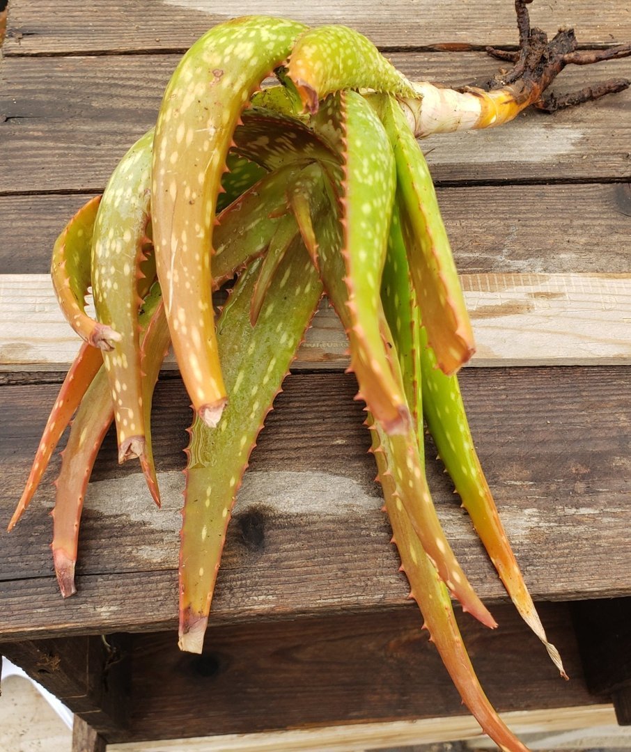 Aloe Cuttings , Pups & Bare Root by JUDE-Succulent - Specialty-The Succulent Source