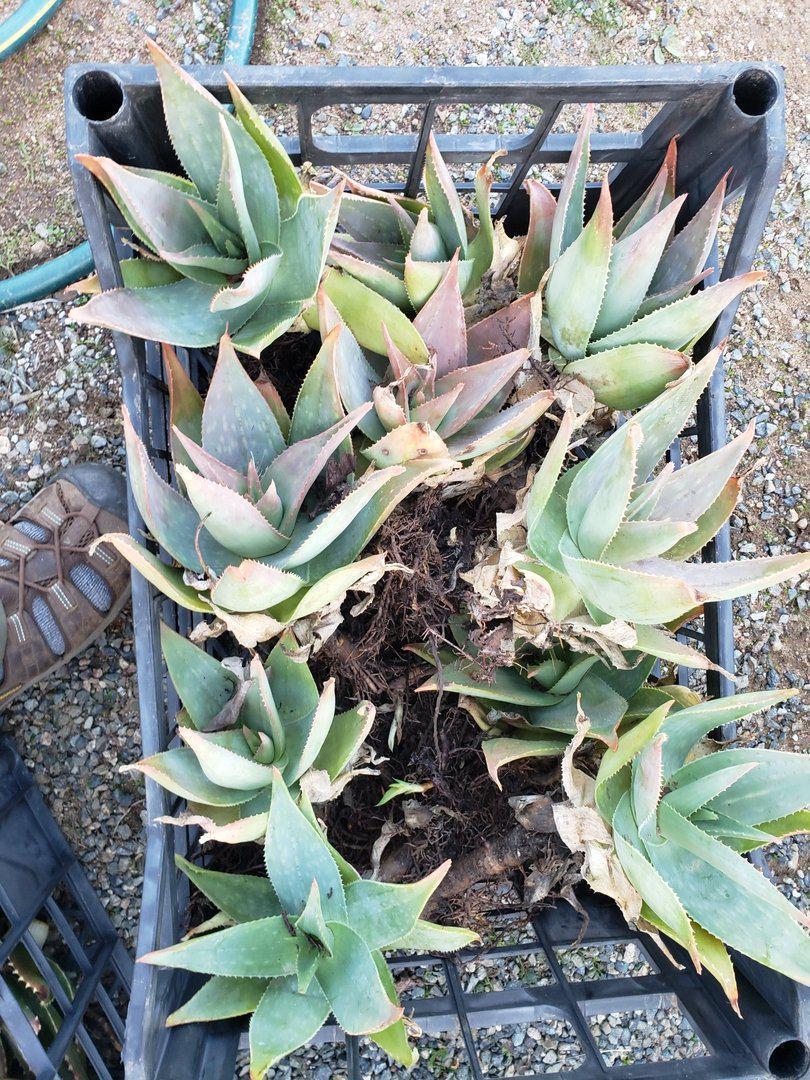 Aloe Cuttings , Pups & Bare Root by JUDE-Succulent - Specialty-The Succulent Source