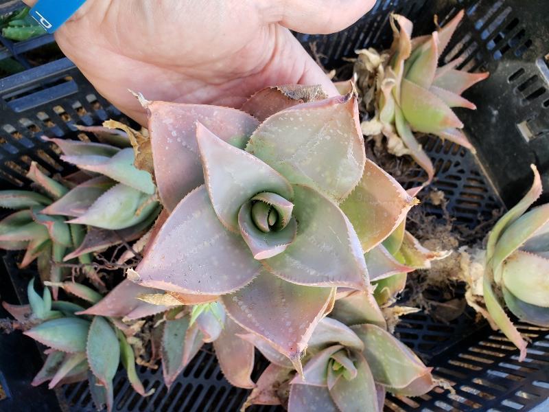 Aloe Cuttings , Pups & Bare Root by JUDE-Succulent - Specialty-The Succulent Source