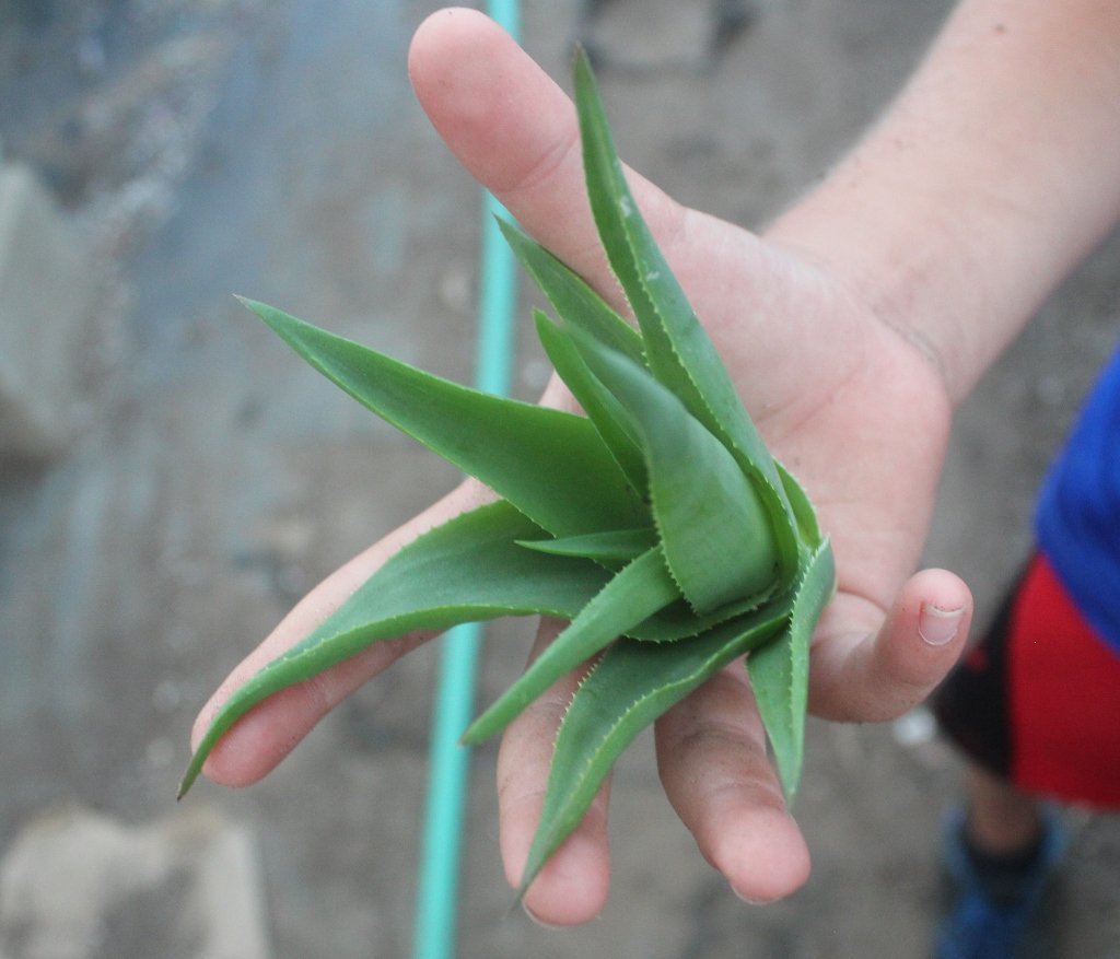 Aloe Cuttings , Pups & Bare Root by JUDE-Succulent - Specialty-The Succulent Source