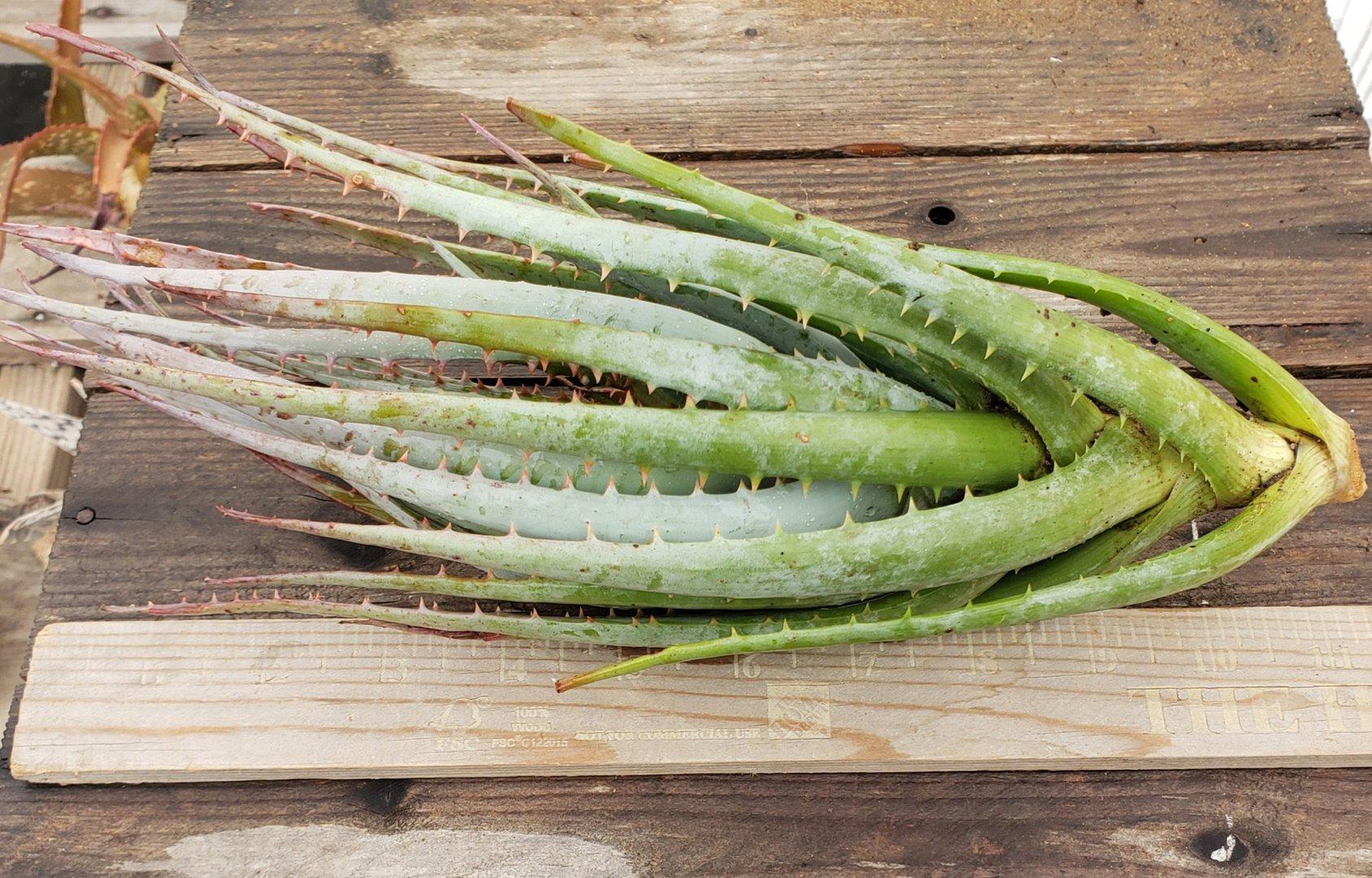 Aloe Cuttings , Pups & Bare Root by JUDE-Succulent - Specialty-The Succulent Source