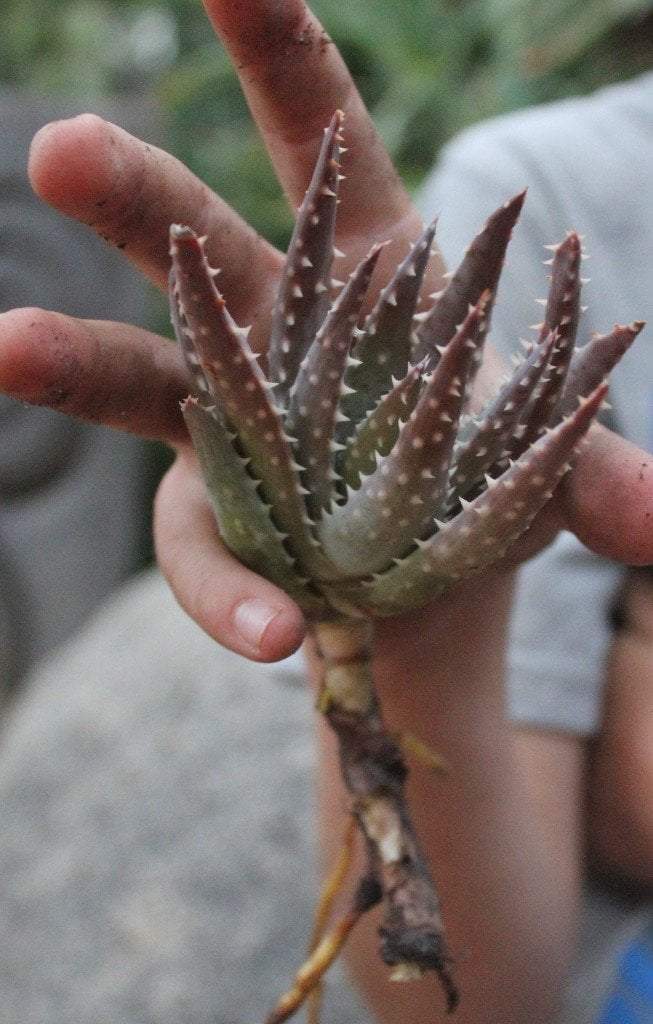 Aloe Cuttings , Pups & Bare Root by JUDE-Succulent - Specialty-The Succulent Source