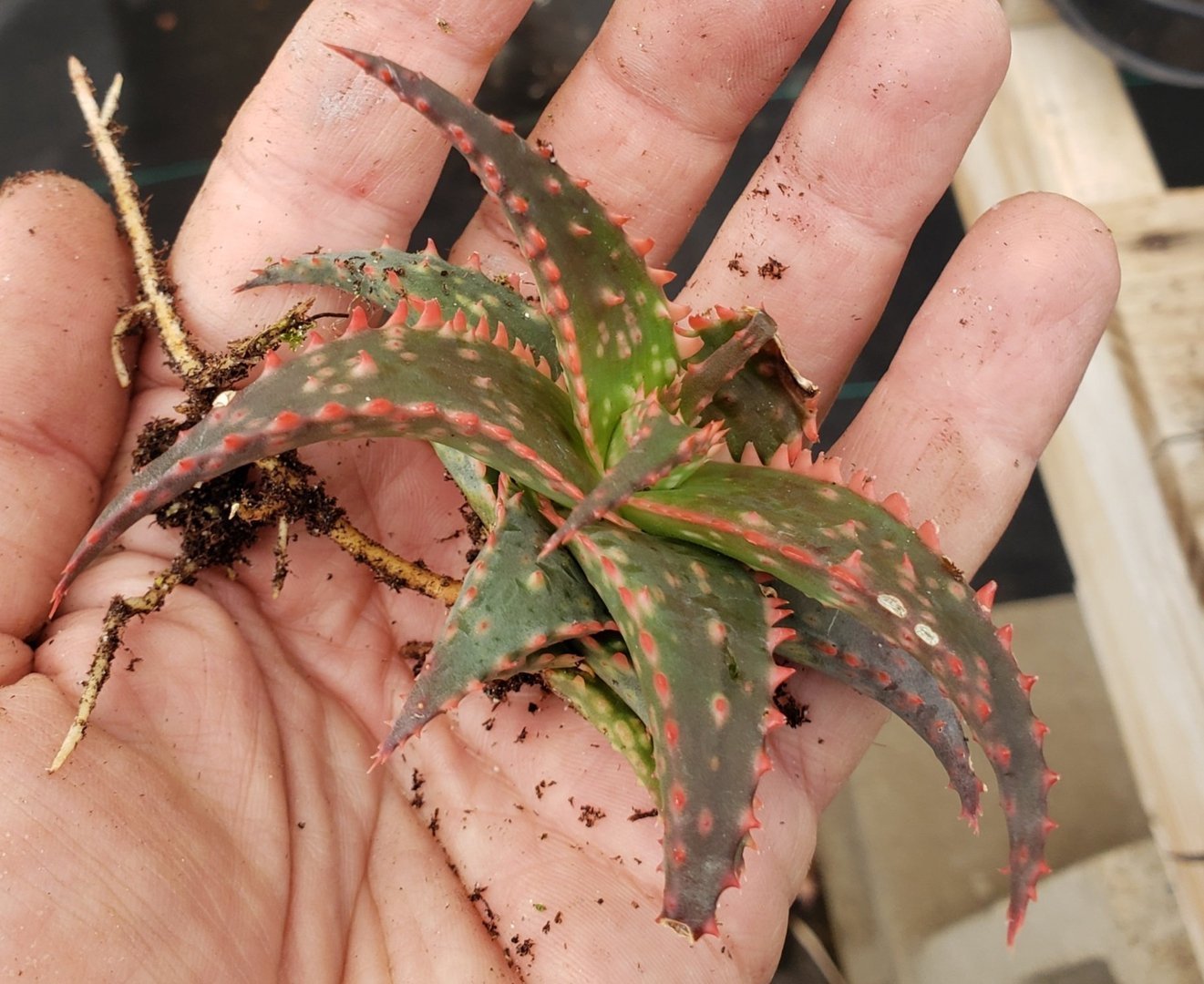 Aloe Cuttings , Pups & Bare Root by JUDE-Succulent - Specialty-The Succulent Source