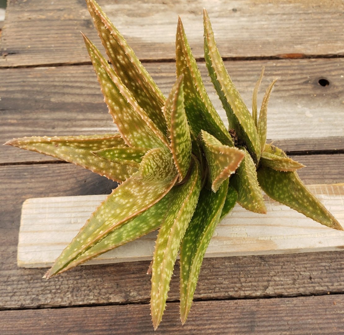 Aloe Cuttings , Pups & Bare Root by JUDE-Succulent - Specialty-The Succulent Source